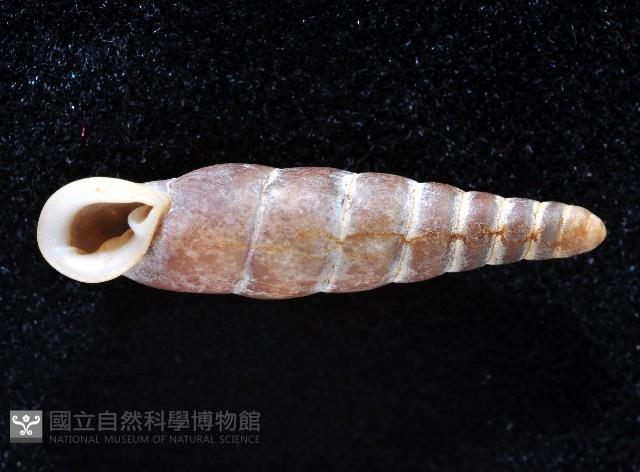 寬敏煙管蝸牛藏品圖，第2張
