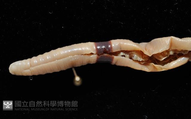 南仁遠環蚓(新種)藏品圖，第2張