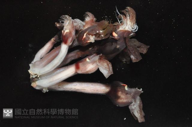 耳條茗荷藏品圖，第2張