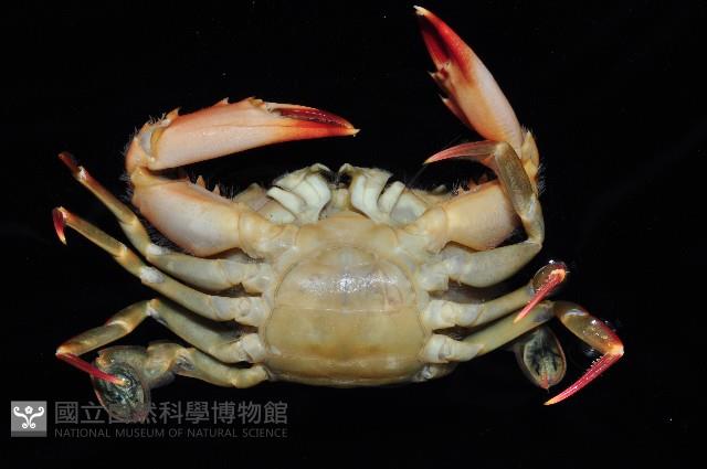 鈍齒短槳蟹藏品圖，第2張