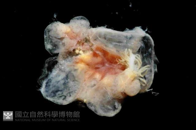 扁櫛蟲之一種藏品圖，第2張