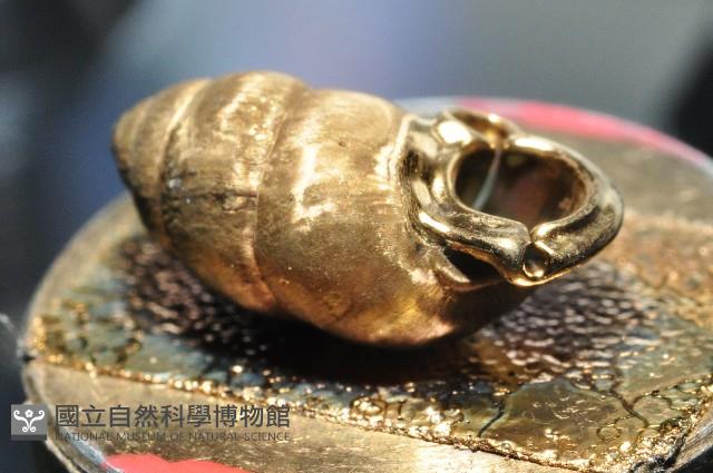 梅山豆蝸牛藏品圖，第2張