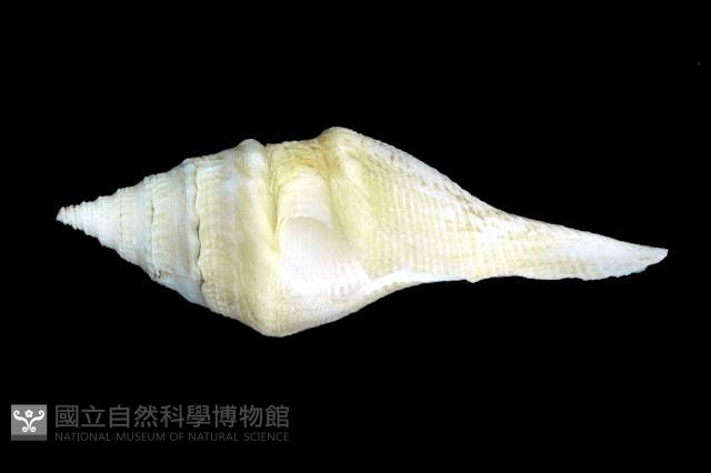 矛形捲管螺藏品圖，第2張