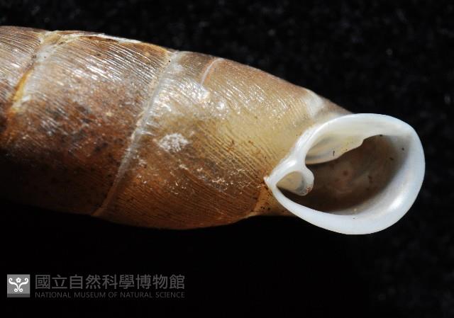 利稻煙管蝸牛藏品圖，第2張