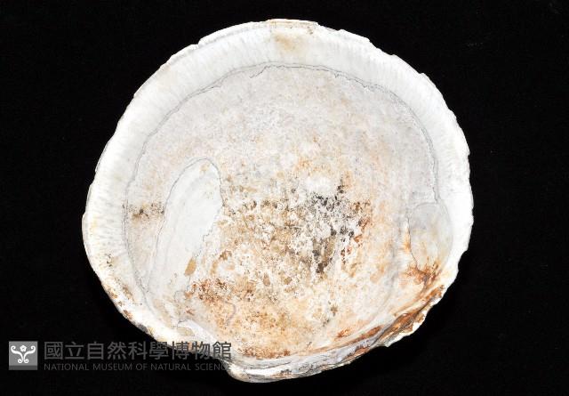 新種巨齒滿月蛤藏品圖，第2張
