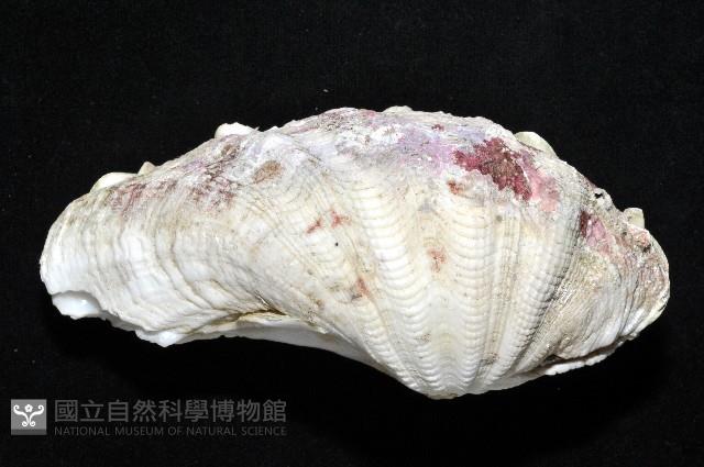 長硨磲蛤藏品圖，第2張