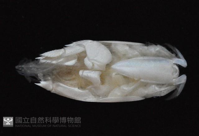 臺灣鼴鼠蟹藏品圖，第2張