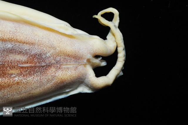 燕尾烏賊藏品圖，第2張