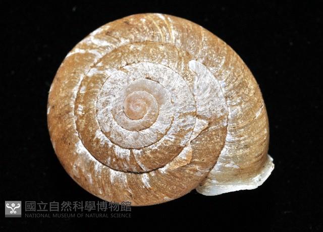皺大臍蝸牛藏品圖，第2張