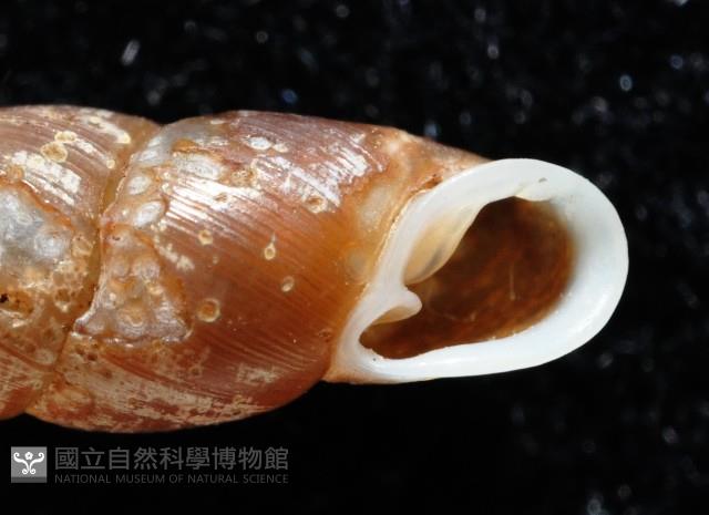 俏皮煙管蝸牛藏品圖，第2張