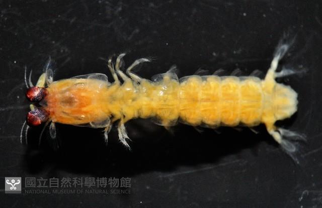 濱海幼嫩蝦蛄藏品圖，第2張
