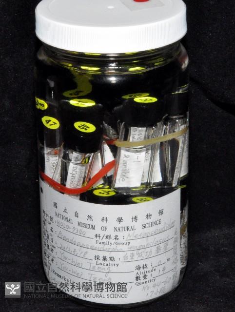 毛觸鬚偽近鞭尾蟲藏品圖，第2張
