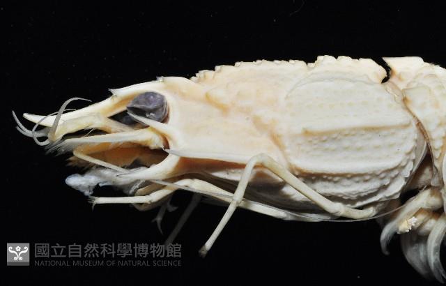 臺灣鐮蝦藏品圖，第2張
