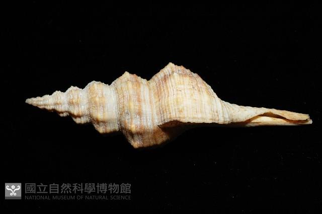 登錄號:005110-00001藏品圖，第2張