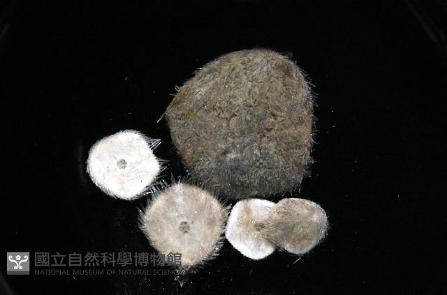 馬氏海錢(馬氏扣海膽)藏品圖，第2張