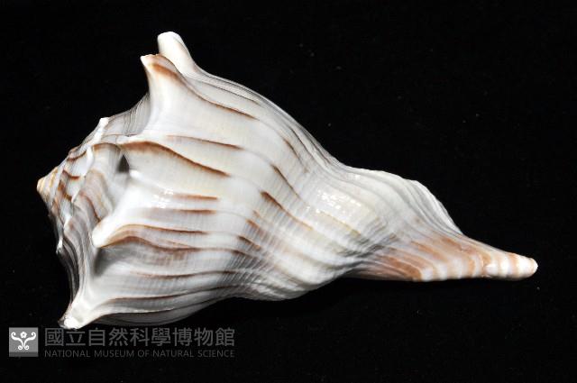 左旋角香螺藏品圖，第2張