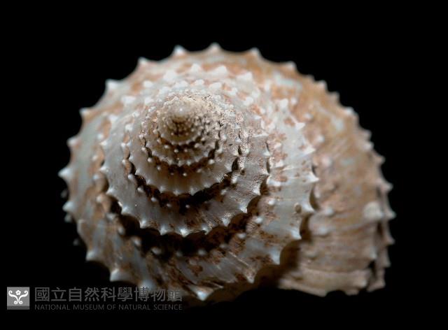 登錄號:005770-00001藏品圖，第2張