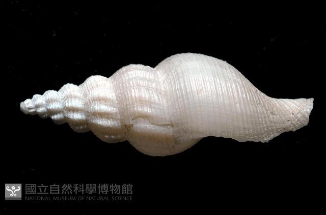 登錄號:005070-00001藏品圖，第2張