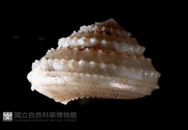 階梯白鐘螺藏品圖，第2張