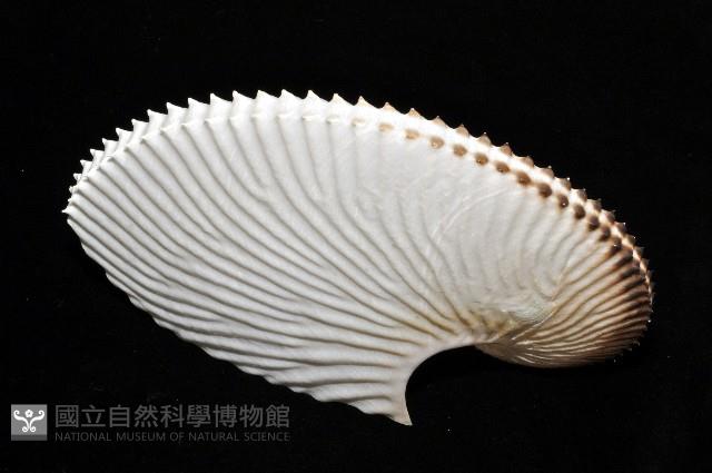 扁船蛸藏品圖，第2張