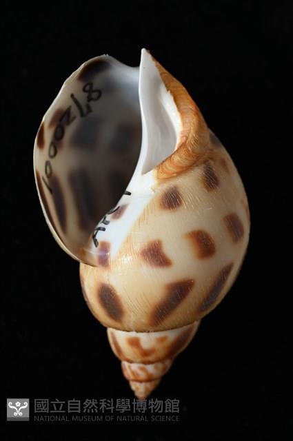 象牙鳳螺藏品圖，第2張