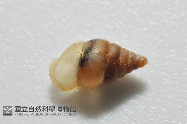 左旋扁芝麻蝸牛藏品圖，第2張