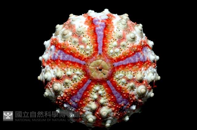 浪腔海膽(波紋腔海膽)藏品圖，第2張