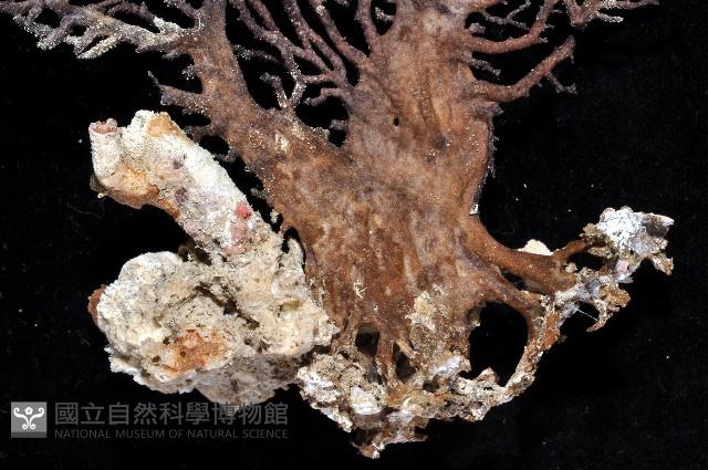 紅扇珊瑚藏品圖，第2張