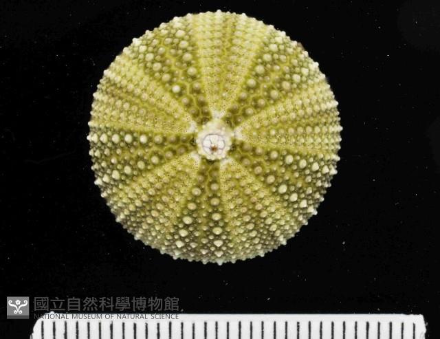 馬糞海膽藏品圖，第2張