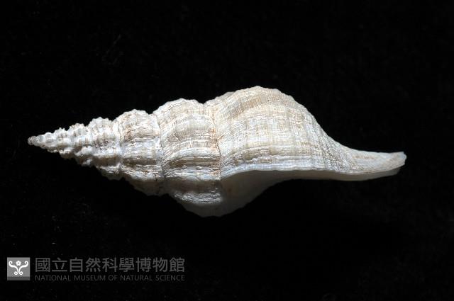 登錄號:005111-00001藏品圖，第2張