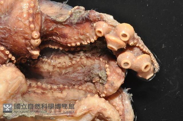 東沙面蛸(新種)藏品圖，第2張