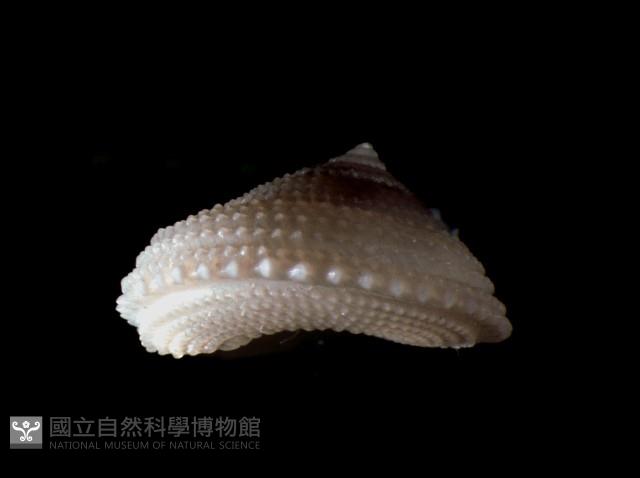 星形白鐘螺藏品圖，第2張