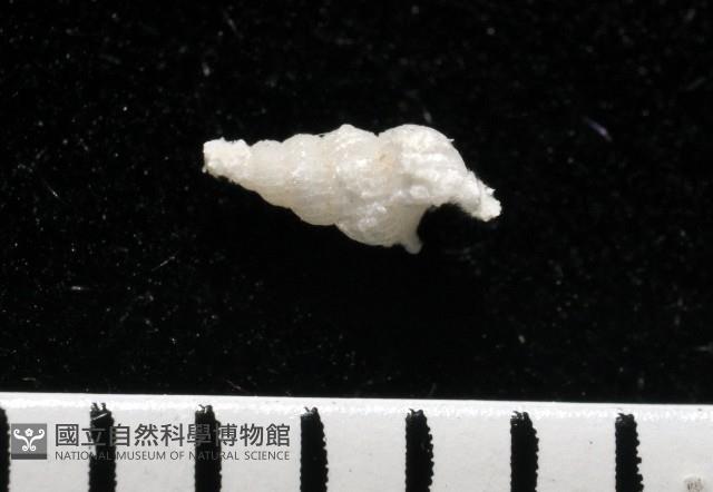 窗格海螄螺藏品圖，第2張