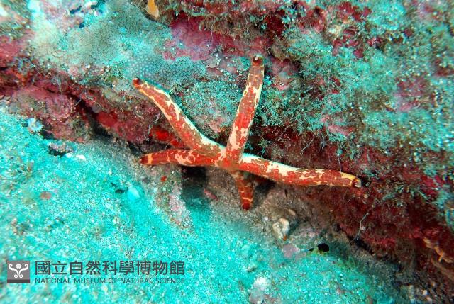厚革滑皮海星藏品圖，第2張