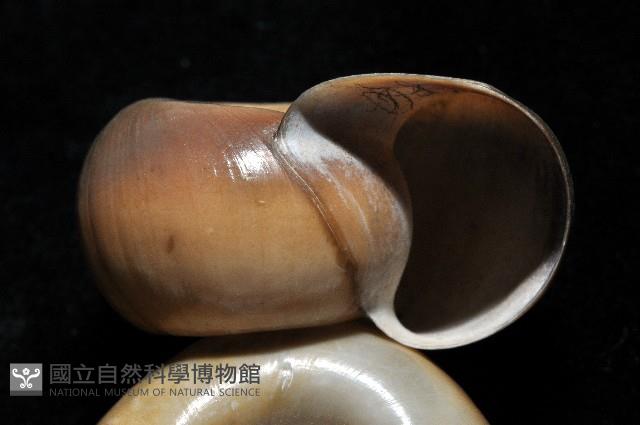 登錄號:006501-00001藏品圖，第2張