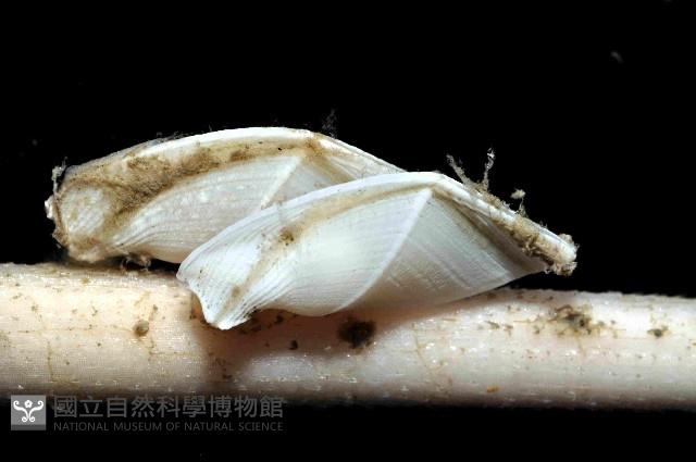 平滑大茗荷藏品圖，第2張