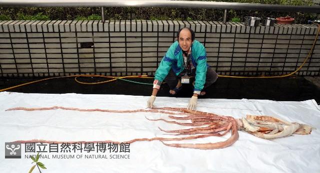 大王魷魚藏品圖，第2張