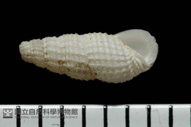 東港麂眼螺藏品圖，第2張