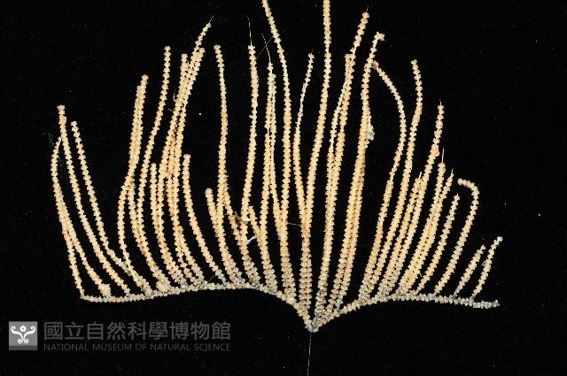 深海原軟珊瑚之一種藏品圖，第2張