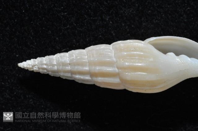 東沙春柏蛹筆螺藏品圖，第2張