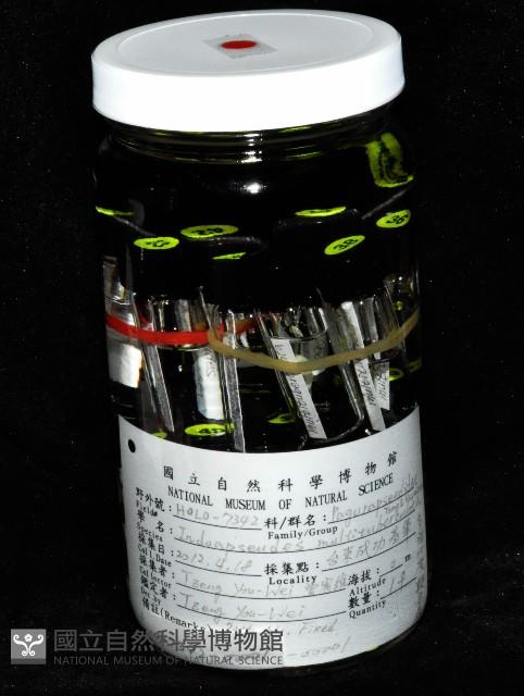 多瘤印度鞭尾蟲藏品圖，第2張