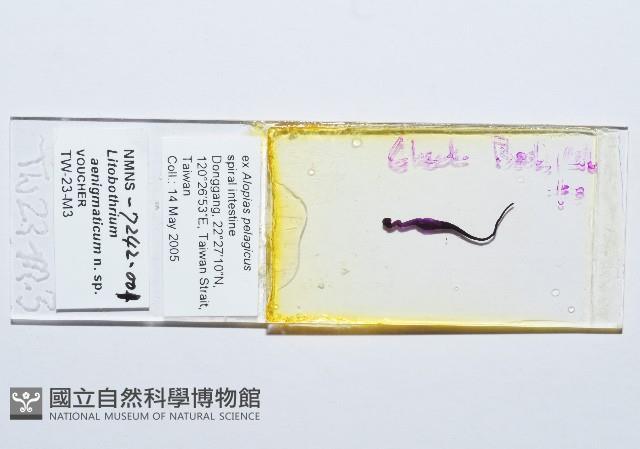 新種絛蟲藏品圖，第2張