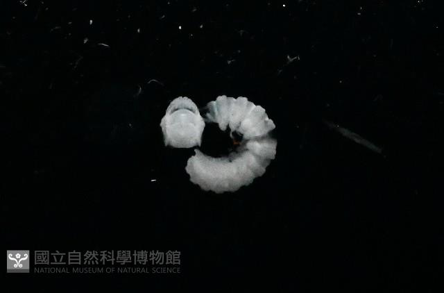 新種單帶馬陸藏品圖，第2張