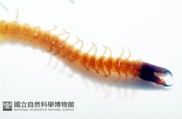 張氏長頭地蜈蚣藏品圖，第2張