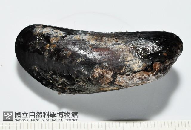 臺灣深海殼菜蛤藏品圖，第2張