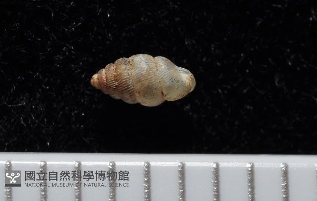 卑南芝麻蝸牛藏品圖，第2張