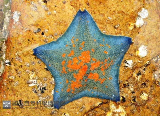 海燕藏品圖，第2張