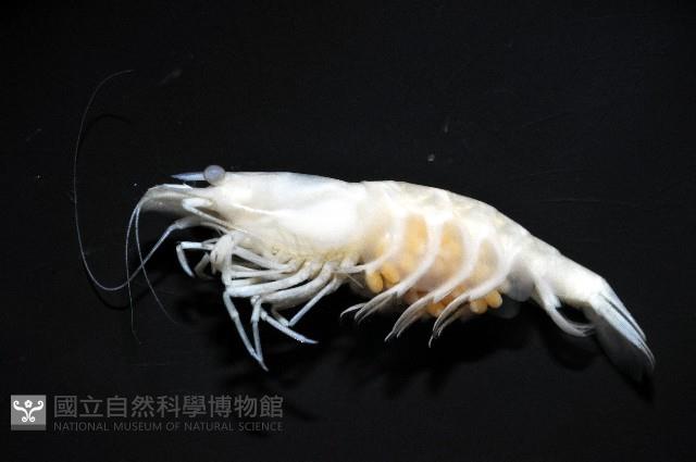 赤崁新米蝦藏品圖，第2張