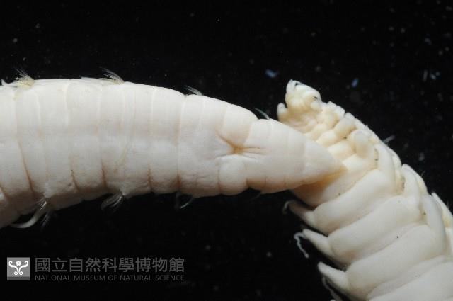 日本臭海蛹藏品圖，第2張