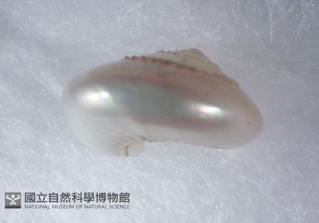 珠光鐘螺藏品圖，第2張